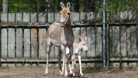 Eesti loomaaias algas kevadine elu ja pikemad jalutuskäigud