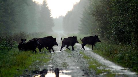 Metssigade küttimismaht määrati 8585 isendile