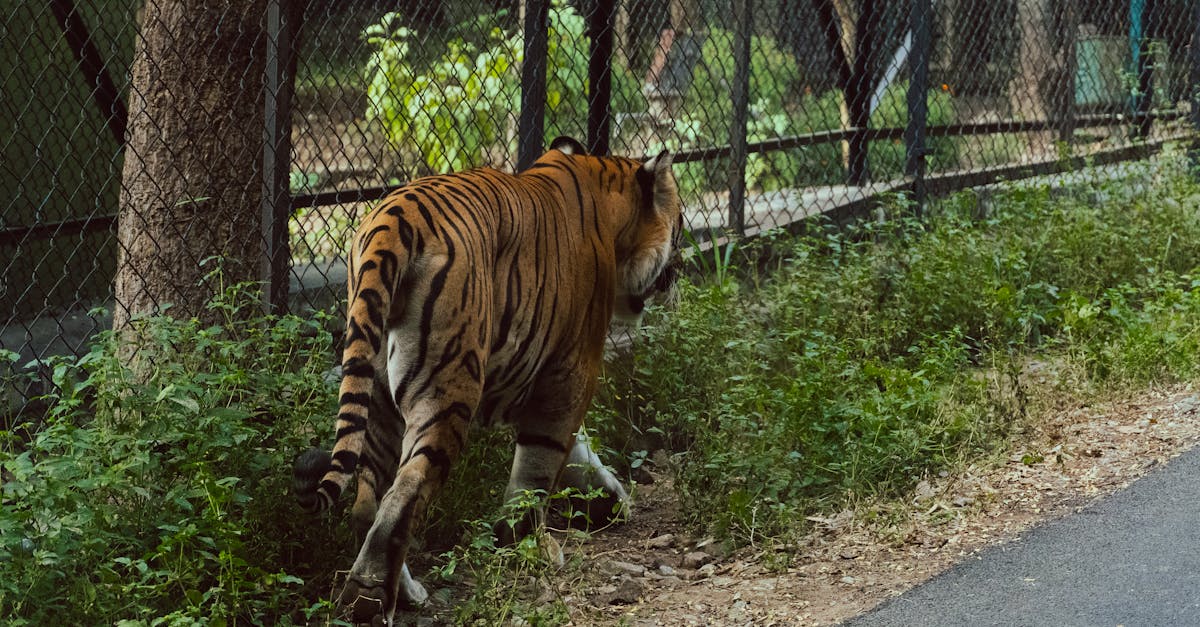 Tiiger lasti maha Saksamaal pärast inimese rünnakut