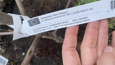 Kevadel viljapuude valik: millele tähelepanu pöörata