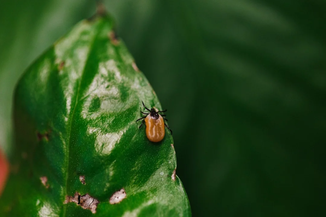 Tick bite in Estonia? Experts say ER visit usually unnecessary