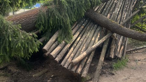 Tallinna lasteaias kukkus puu ja purustas püstköja