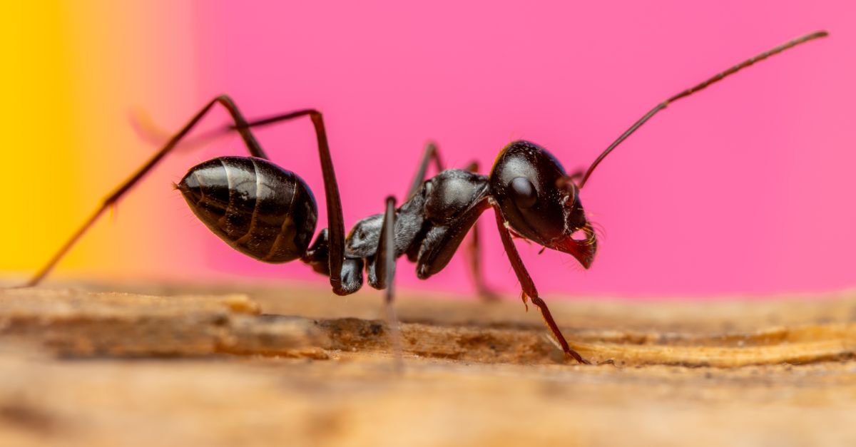 Chinese Man Sentenced to Prison for Smuggling Ants from Kenya