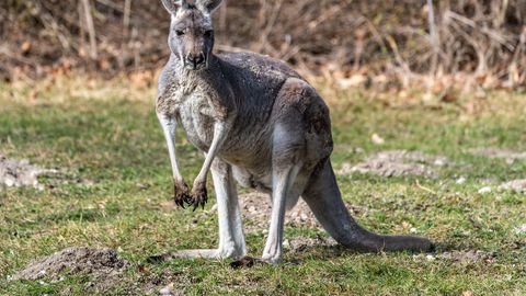 Känguru peataks rongiliikluse Belgias
