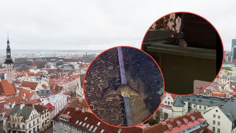 Rats Plague Tallinn's City Centre Terraces: Responsibility is Shared