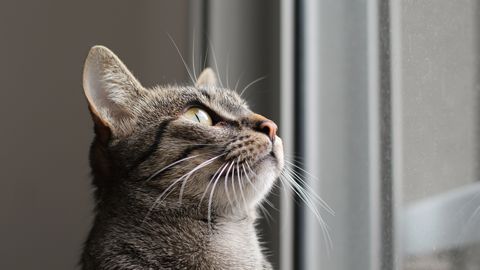 Miks on kassid tegelikult palju tundlikumad kui tundub