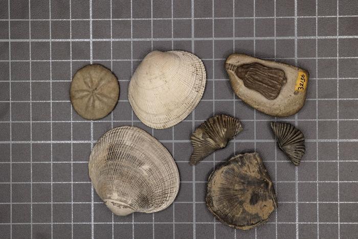 Stanfordi teadlased selgitasid, miks kahepoolmelised molluskid Permi massväljasuremise üle elasid