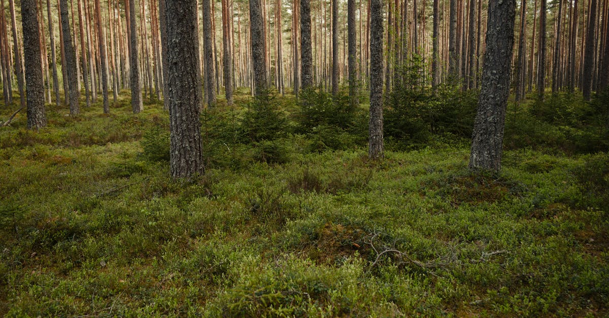 Riigikogu konverentsil arutati metsanduse ühiskondlikku kokkulepet