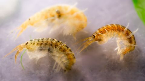 Invasiivne krevetiliik leiti Soome rannikuvetes