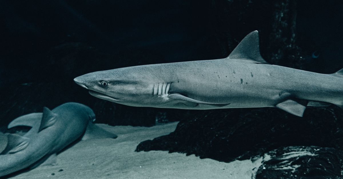 Ancient Greenland Shark Discovered on Irish Coast