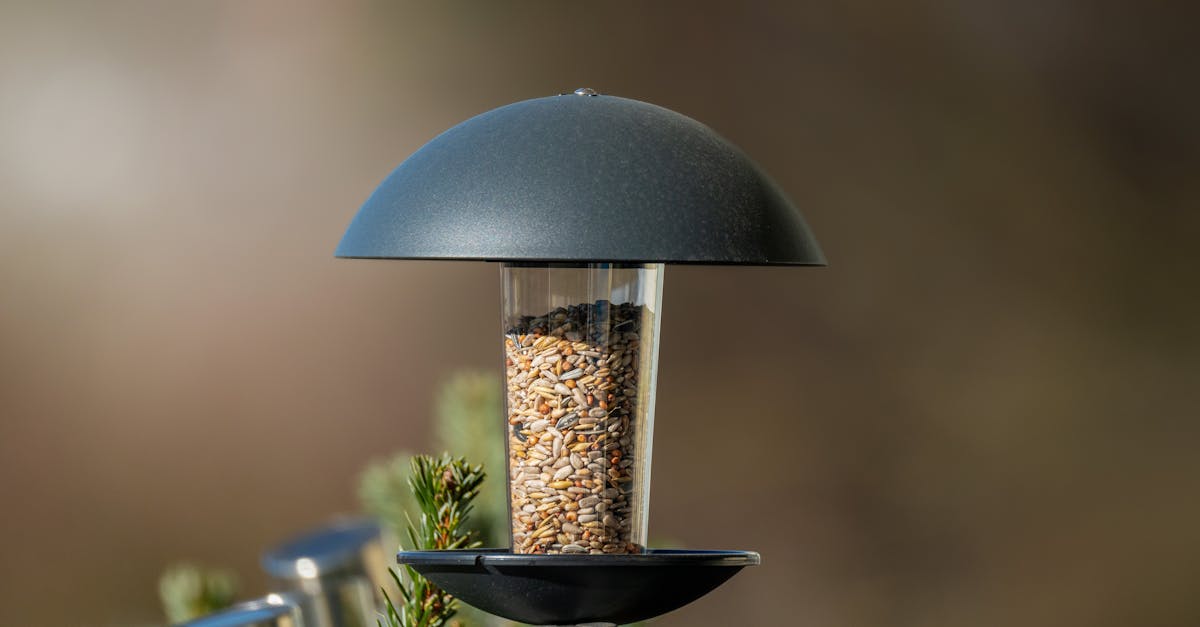 Garden Bird Feeding: When to Help Wildlife