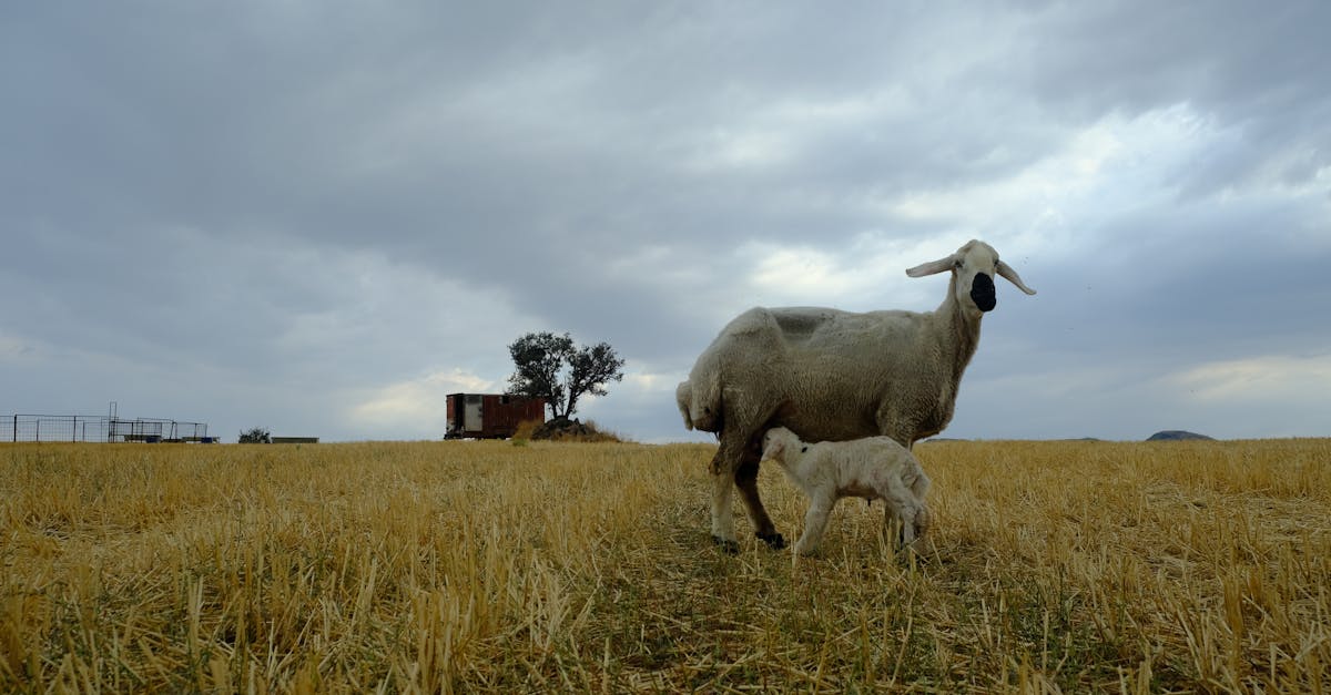 Rare Birth: Sheep Delivers Seven Lambs in Remarkable Event