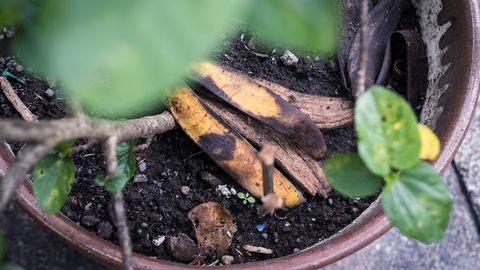 Banana Peels in the Garden: Valuable Fertiliser or Pointless Effort?