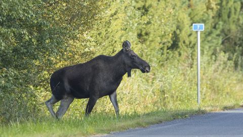 Sillamäe ja Sinimäe vahel auto tabas põdralehma, vasikad jäid aidamata