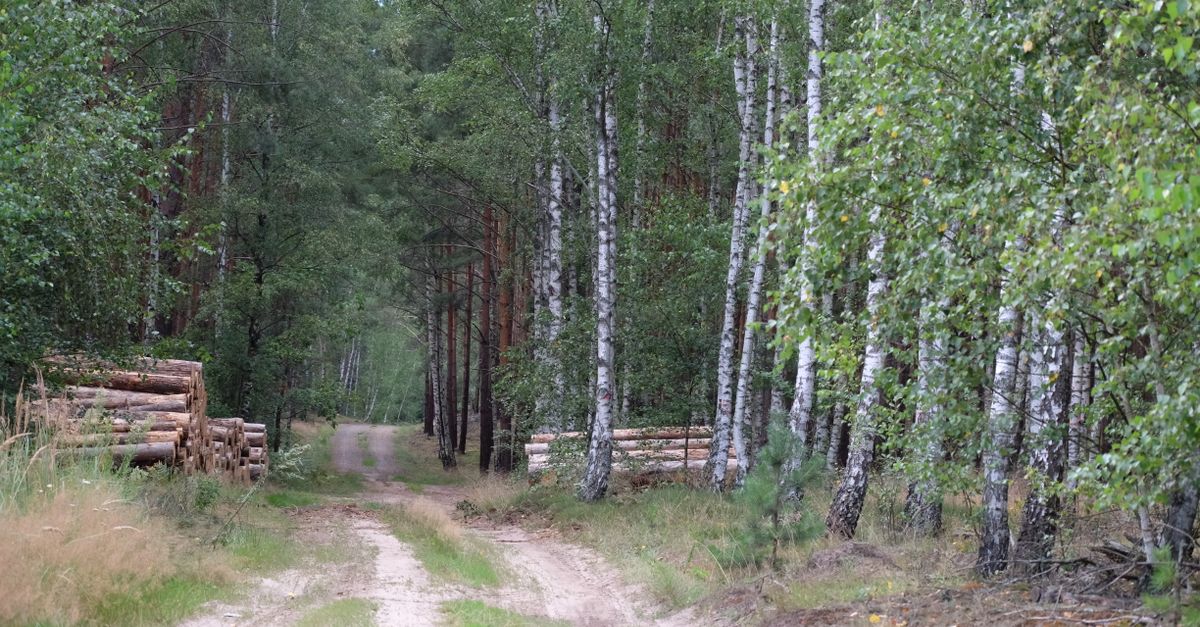 Лесопромышленники Эстонии отвергли требования ИТ-сектора об ограничениях