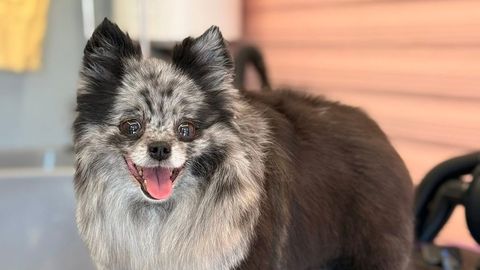 Kohtla-Järvel kadunud spits Panda otitakse kiiresti