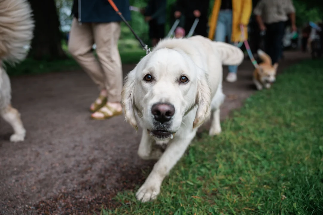 Paw Parade brings animal lovers and their companions together in Tallinn's Old Town