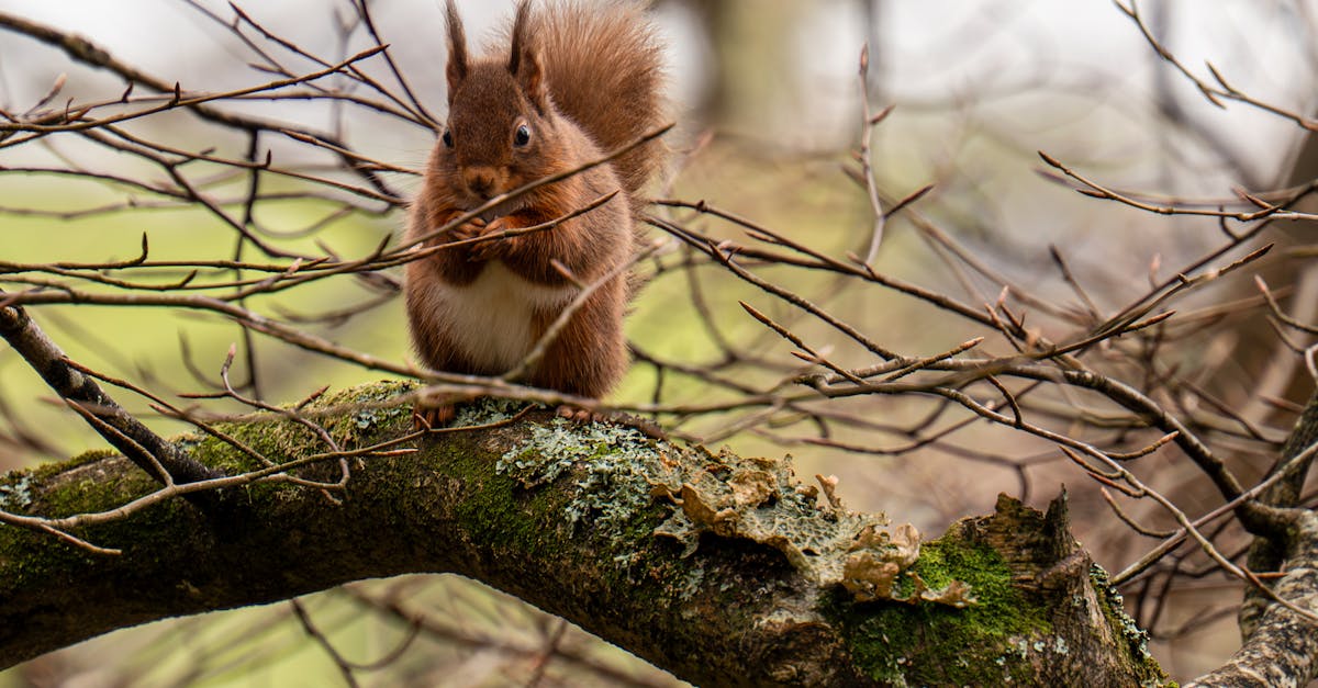 Red Squirrels Face Extinction Crisis in England