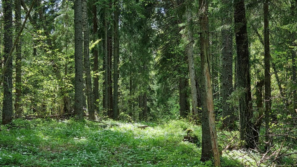 Keskkonnaamet ootab ettepanekuid Eesti kuivade metsade kaitseplaanile