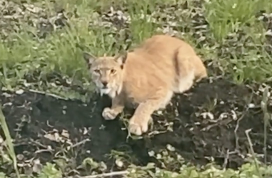 Põlva lähedal ründas ilves jalutuskäigul olnud koera
