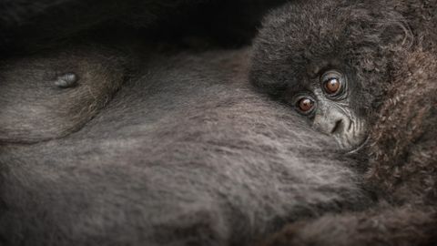 Sumatran orangutans build padded nests with bedding