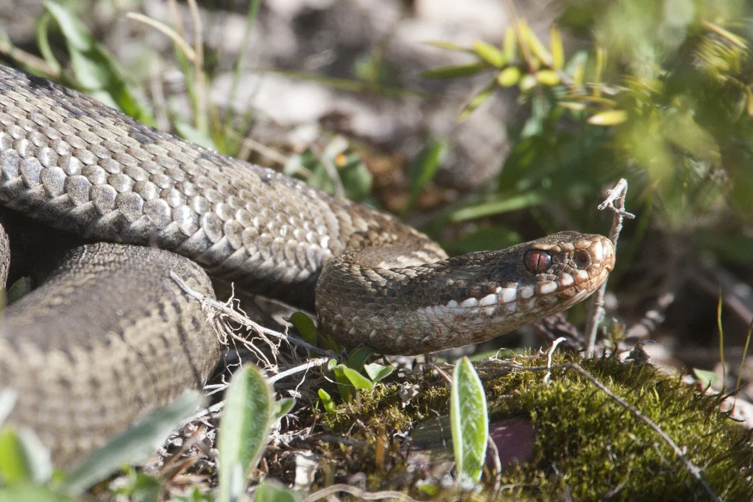 Lääne-Nigula valla kinnistuomanik otsib võimalust rästikutest vabanemiseks