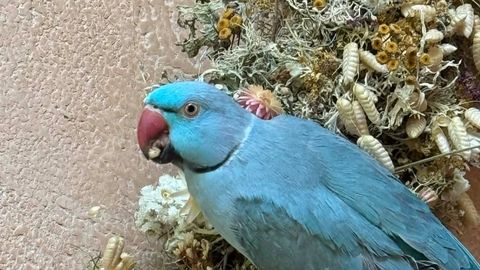 Karlovas kadunud papagoi Nemo otsinguil