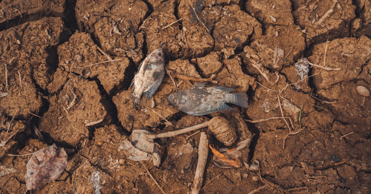 River Pollution Kills Fish and Wildlife in Scottish Waterway