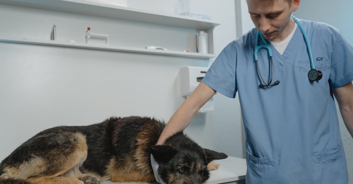 Pet Flea Treatment Access Under Review in Policy Shift