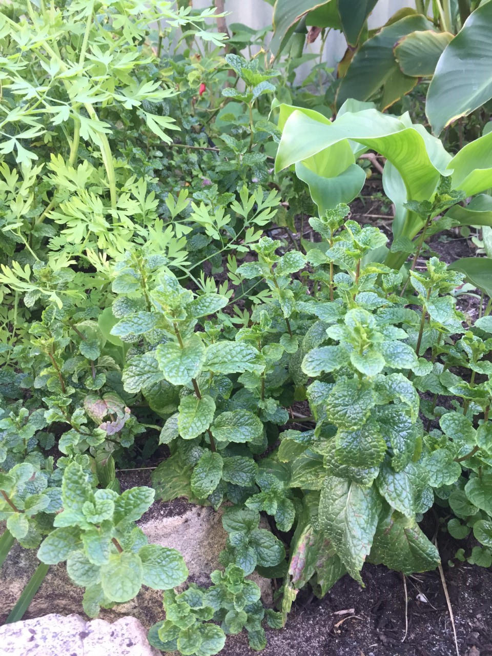Gardeners recommend: this fragrant plant helps keep ticks out of your garden
