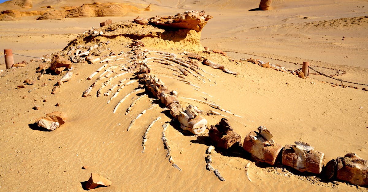 Giant new dinosaur species identified from Thailand fossils