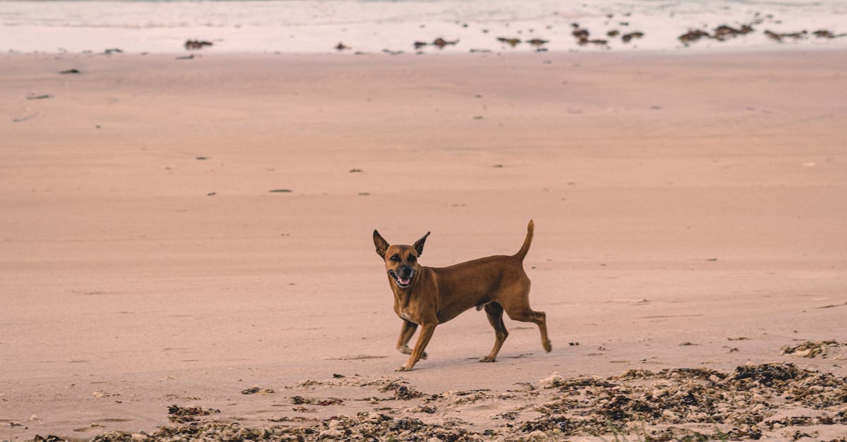 Dog Owner Warns of Adder Dangers Near Beach