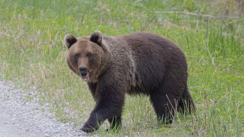Kohtla-Järve mees veetis tunni aja karu seltsis Alutaguse rahvuspargis