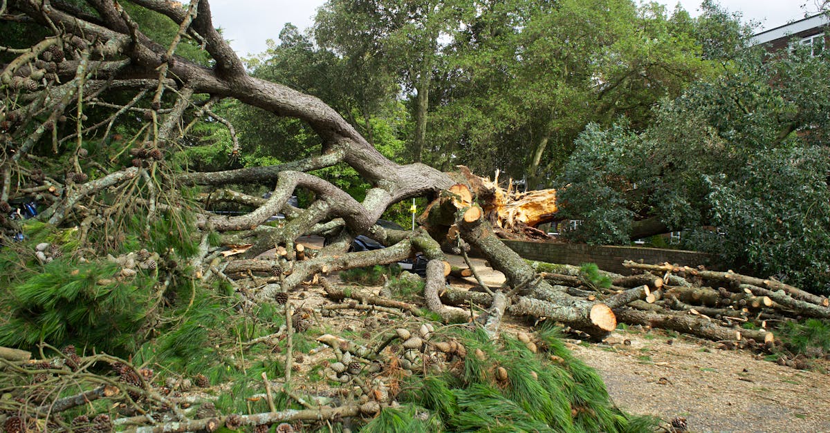 Teen Dies After Tree Falls in Stafford Incident