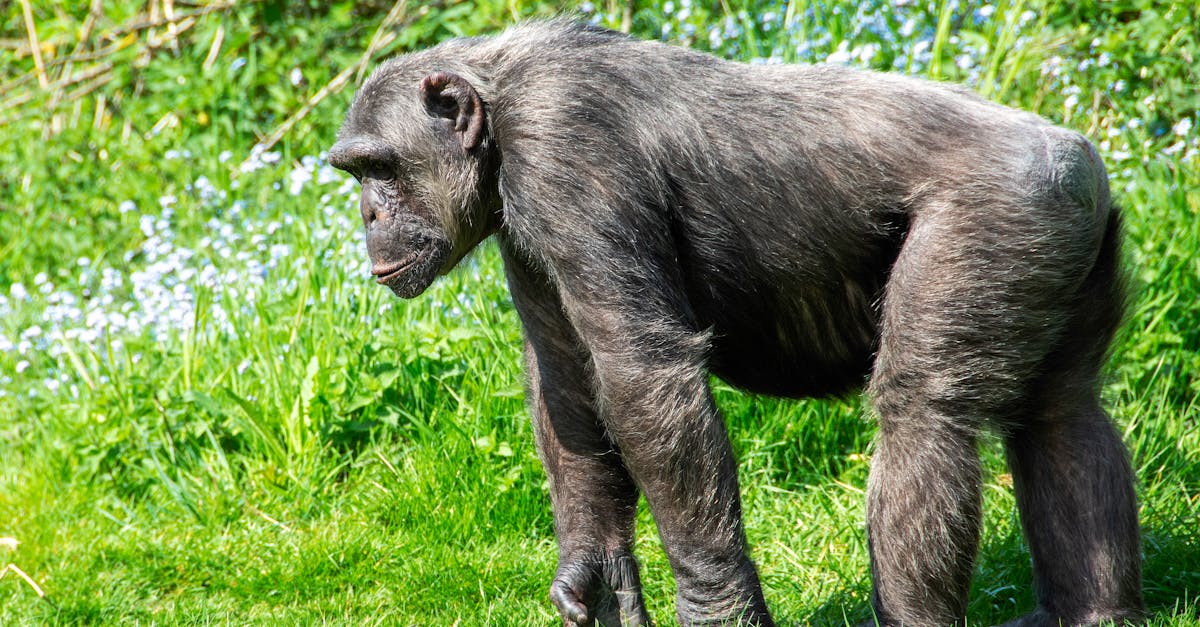 Chimpanzee Community in Uganda Fractured by Years of Conflict