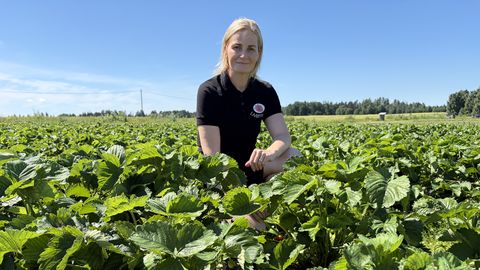 Tartu strawberry growers battle heat and rain