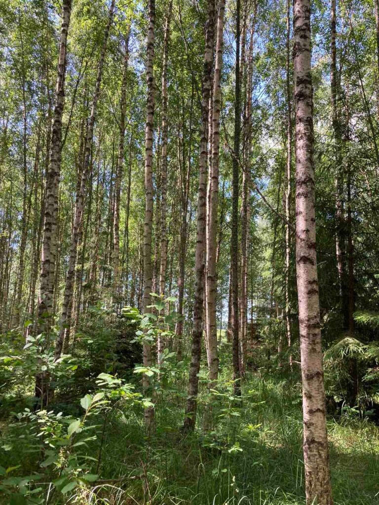 Läti riigimetsafirma ostis Rootsi omanikelt 5800 hektarit maad Ludza piirkonnas