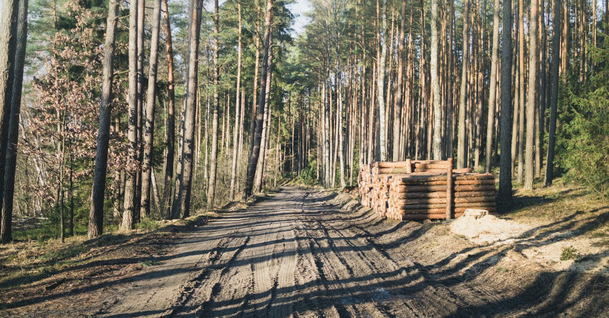 Henrik Välja: puit on Eestile jäänud viimaseid konkurentsieeliseid