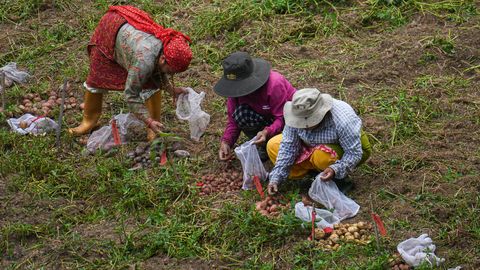 Belgium's record potato harvest faces headwinds: US tariffs and Asian competition eat into profits