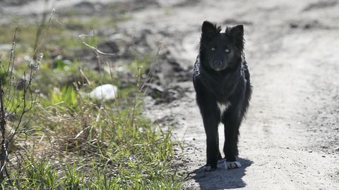 Omanikuta loomade aeg: kuidas tegutseda varjupaiga kinni olekul?