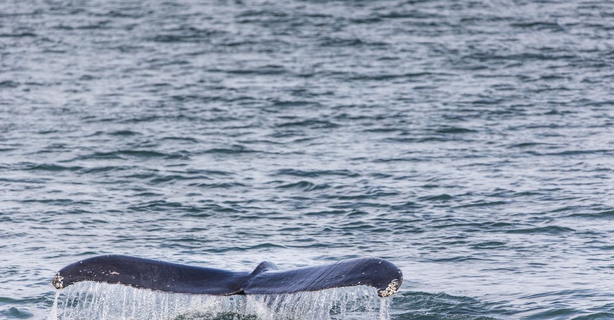 Dead whale discovered near Danish island following German rescue attempt