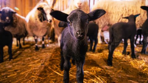 Manija saarepere kasvatab pimesid lammastallesid Riida talus
