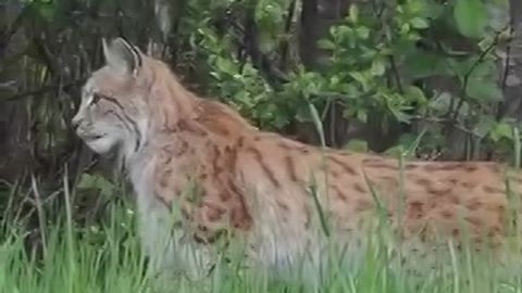 Setomaal ilves kaamera ette jäi, konnasid ja hiiri püüdmas