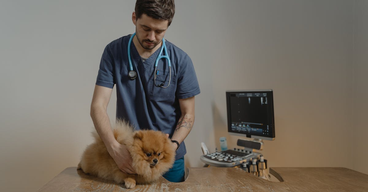 Pet Insurance Crisis: Thousands Face Unexpected Coverage Cancellations