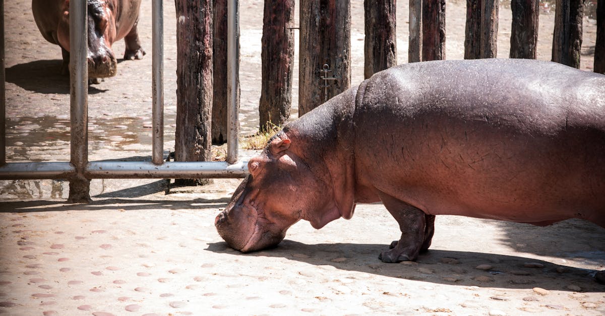 Kenyan Wildlife Sanctuary Raises Orphaned Baby Hippo