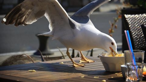 Seagulls terrorizing Liepāja resort town: food snatched straight from hands