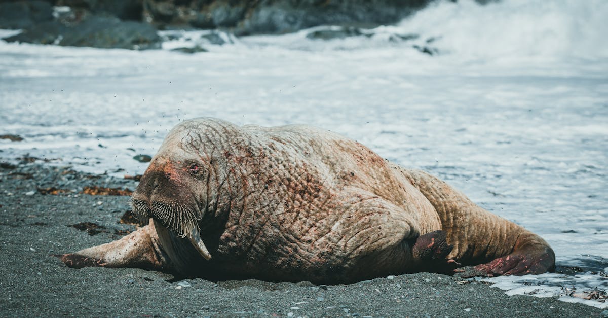 Scottish Coast Draws Crowds for Unusual Marine Visitor