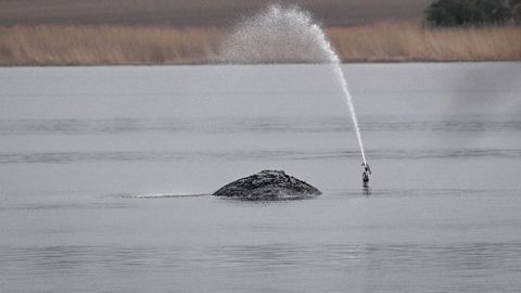 Saksamaa päästab rannikule jäänud küürvaal