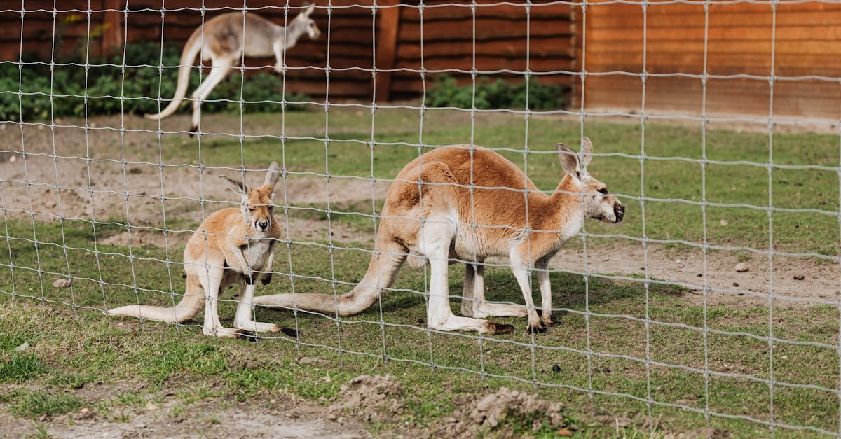 Royal Family Names Baby Kangaroo at Australian Zoo