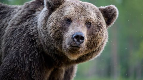 Hirmuäratav loomakohtumine: kuidas käituda karu ees